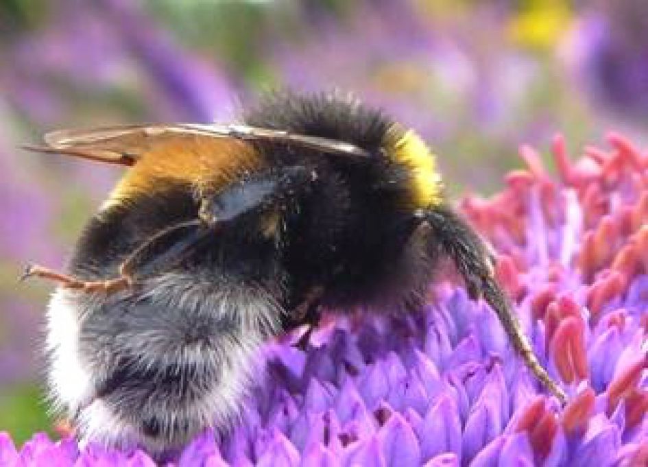 Hommel of bij?